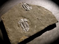 Paraszechuanella Trilobites