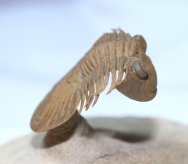 Platyscutellum Moroccan Trilobite