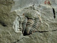 Trilobite Vanuxemella norita