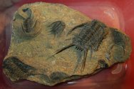 Rare Chlustinia keyserlingi Odontopleurid Trilobites 