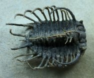 Koneprusia dahmani Moroccan Odontopleurid Trilobite
