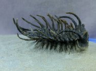 Koneprusia dahmani Moroccan Trilobite