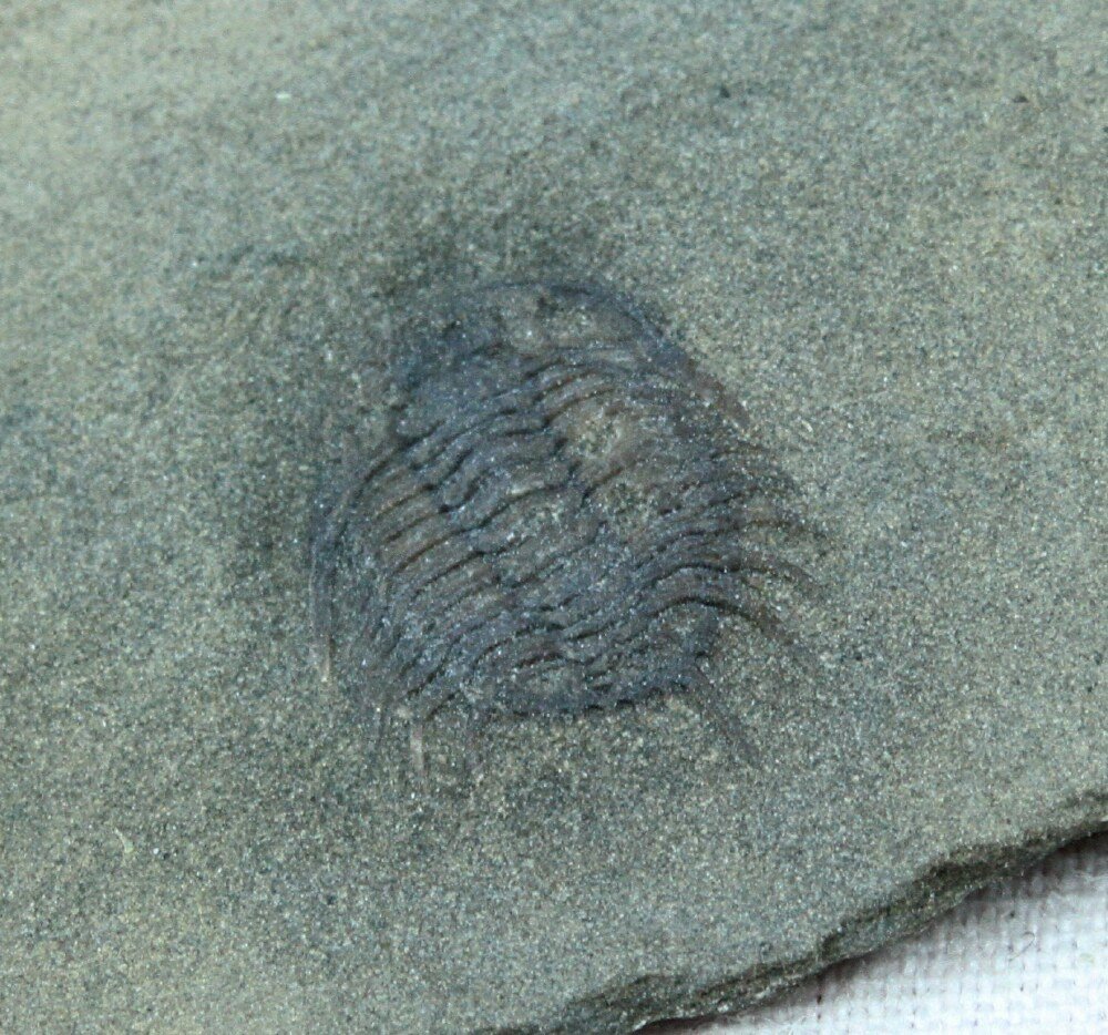 Meadowtownella Trilobite from Canada