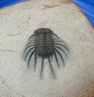 odontopleurid-laethoprusia-trilobite