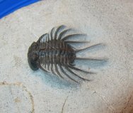 odontopleurid-laethoprusia-trilobite