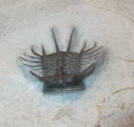 odontopleurid-laethoprusia-trilobite