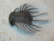Undescribed Jorf Odontopleurid Trilobite
