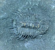 Odontopleurid Trilobite