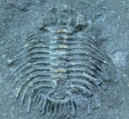Canadian Ordovician Odontopleurida Trilobite