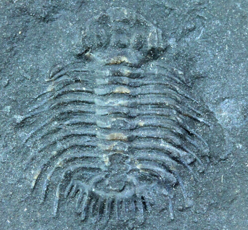 Odontopleurida Trilobite