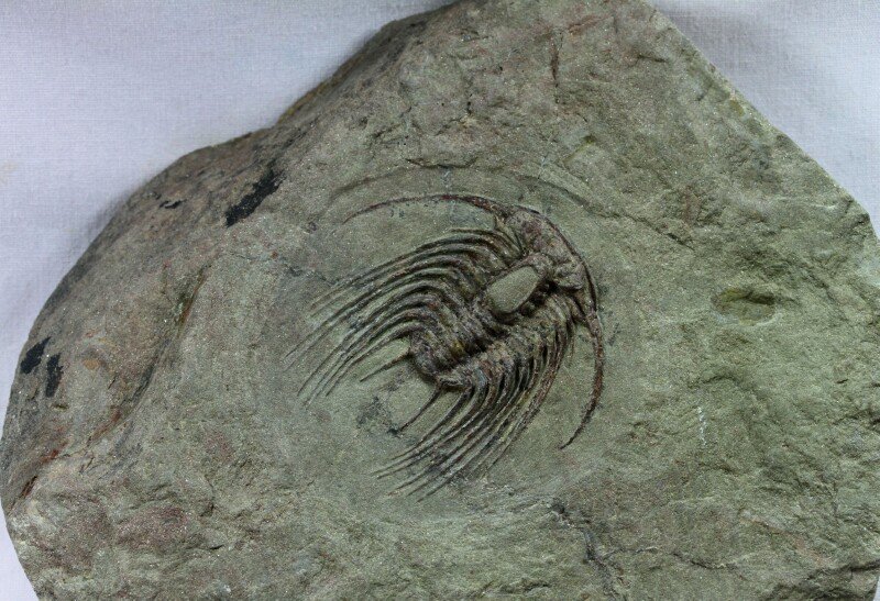 Rare Selenopeltis gallica Morocco Trilobite