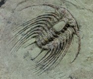 Rare Selenopeltis gallica Moroccan Trilobite