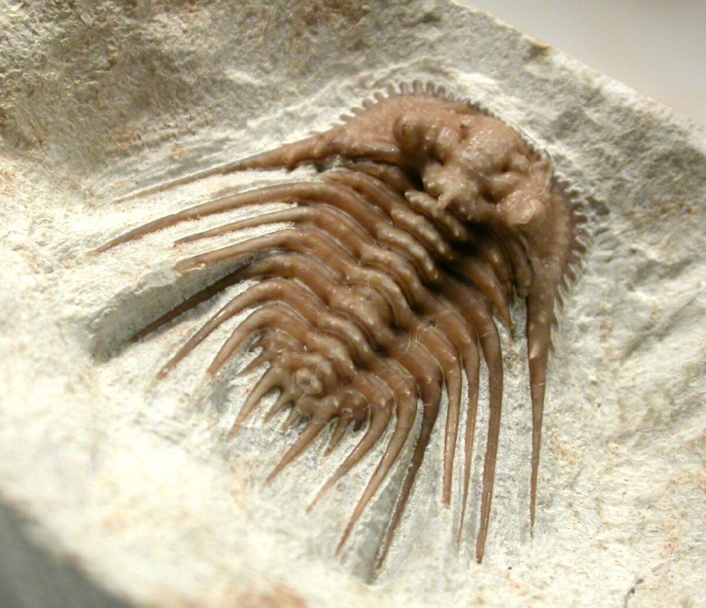 Kettneraspis williamsi Oklahoma Trilobite