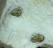 Maurotarion axitiosum Oklahoma Trilobites
