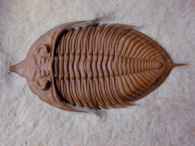 Huntoniatonia huntonensis