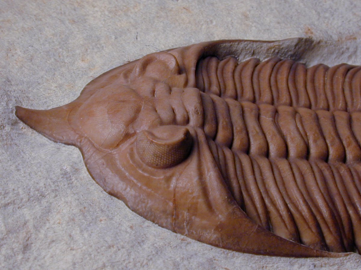 Huntoniatonia huntonensis