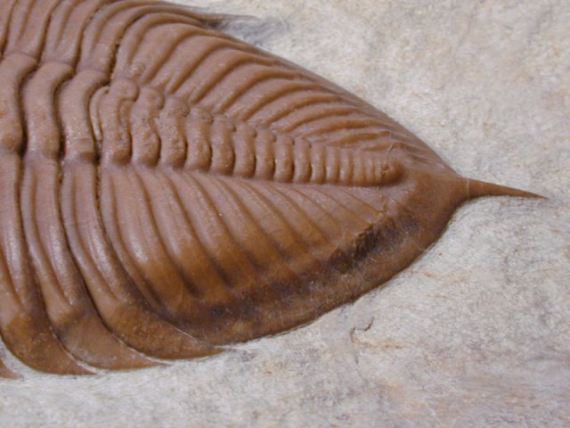 Huntonia huntonensis