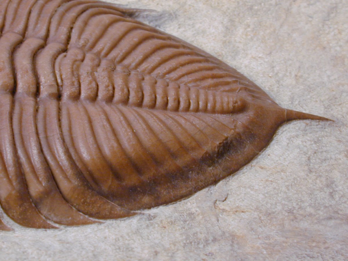 Huntonia huntonensis