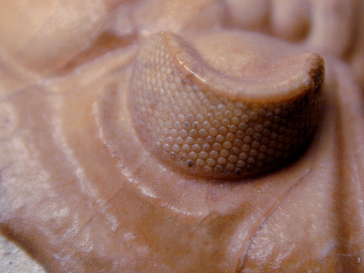 Huntoniatonia huntonensis Oklahoma Trilobite Eye