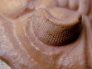 Huntonia Trilobite Eye