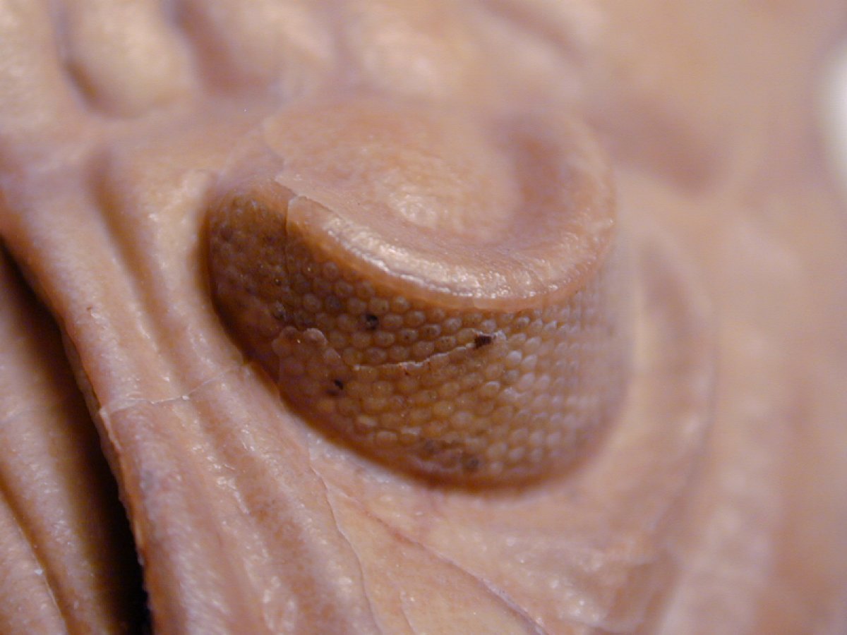 Humtonia Trilobite Eye