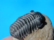 Acastoides  Trilobite