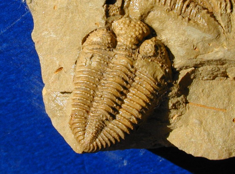 Silurian Encrinuroides Trilobite