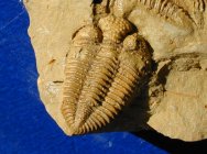 Encrinuroides enshiensis trilobite