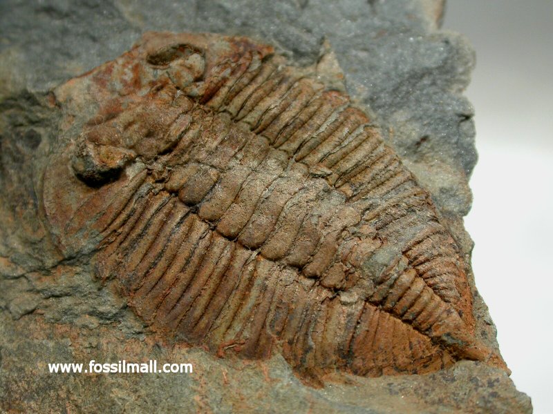 Trilobite Eodalmanitina