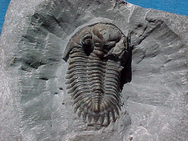 New York Greenops boothi Trilobite