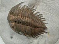 Heliopyge Moroccan Trilobite