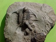 Cheirurus Trilobites