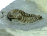 Acernaspis Phacopid Trilobite