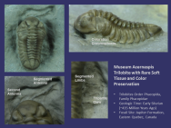 Acernaspis Trilobite Screen Saver