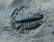 Ceraurus pleuraxanthemus 
