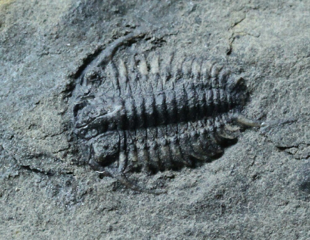 Walcott-Rust Quarry Ceraurus pleuraxanthemus trilobite