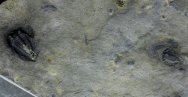 Achatella achates and Ceraurus Trilobites
