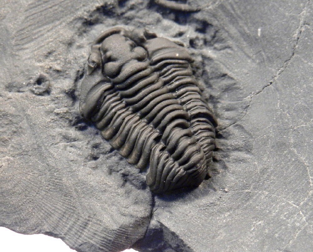 Calymene conradi Trilobite from New York