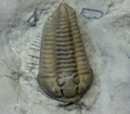 Calymene Trilobite with Legs and Antennae