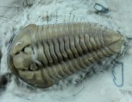 Calymene gamechei Trilobite with Legs and Antennae