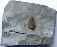 Calymene gamechei Trilobite with Legs and Antennae