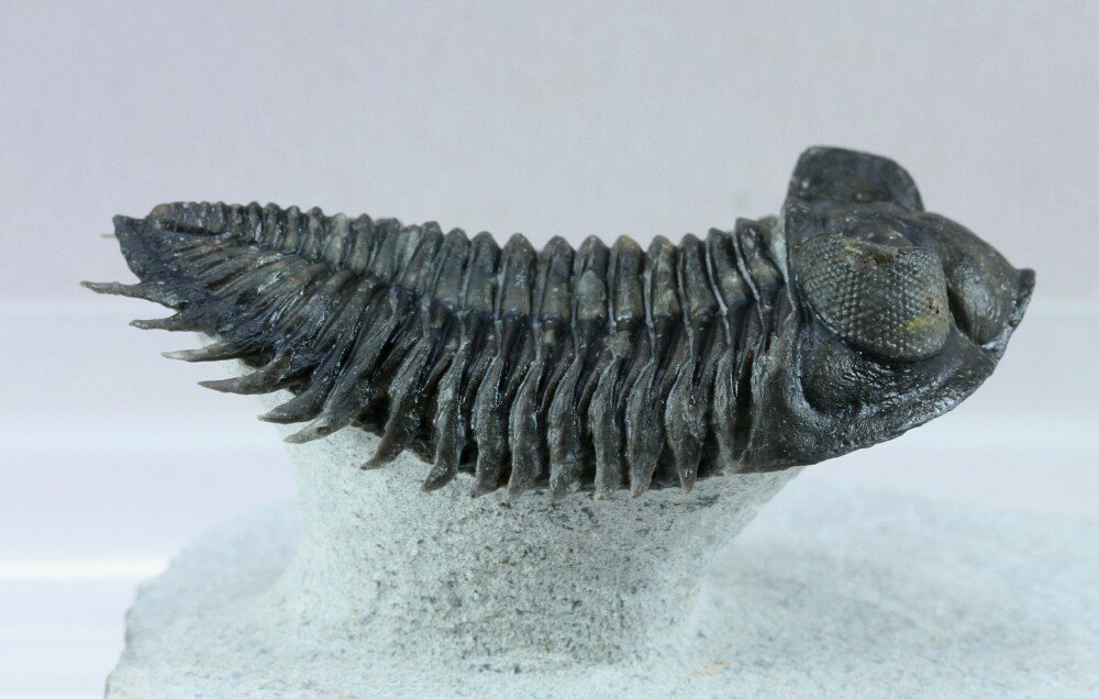 Coltraenia oufatenensis