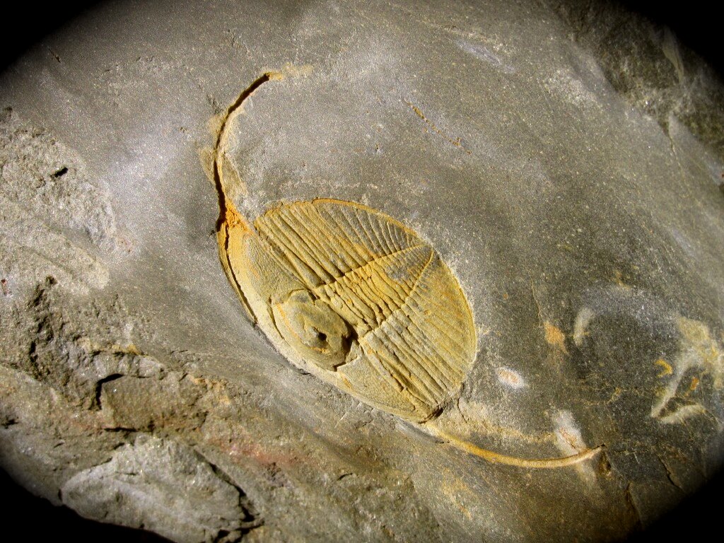 Dionide mareki Trilobite from Valongo Portugal