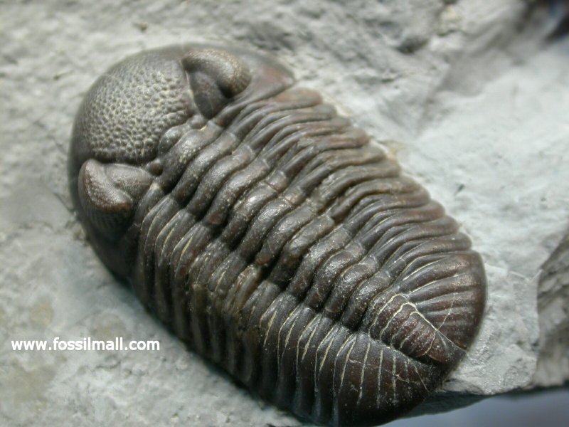    http://www.fossilmall.com/Science/Trilobites/phacopida/eldredgeops/Eldredgeops-rana-L.jpg                          