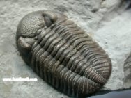 Eldredgeops Trilobite
