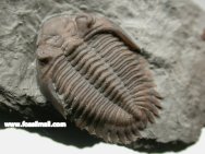 Greenops barberi trilobite