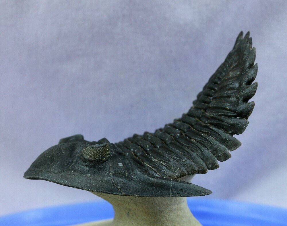 Hollardops aithassainorum Trilobite