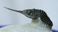 Rare Lanceaspis hammondi Museum Trilobite