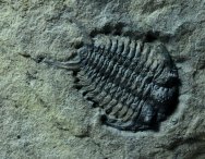 Ceraurus pleuraxanthemus