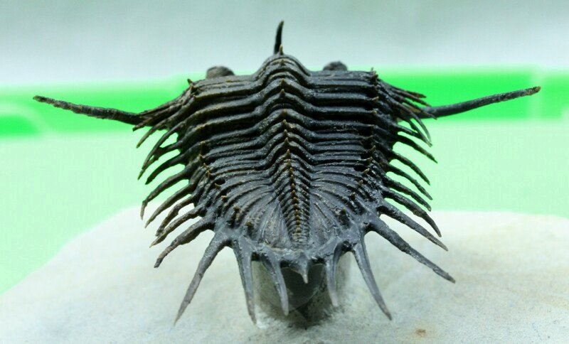 Psychopyge elegans Trilobite from Morocco for Sale